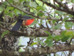 Laniarius erythrogaster