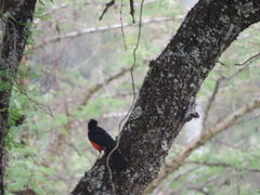 Laniarius erythrogaster