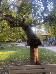 Tilia