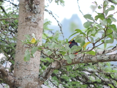 Laniarius erythrogaster