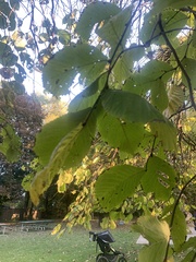 Tilia