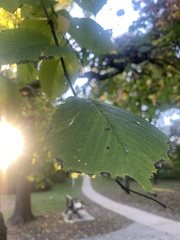 Tilia
