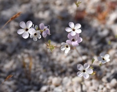 Leptosiphon chrysanthus decorus