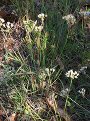 Allium drummondii