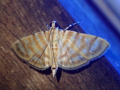 Notarcha tigrina