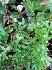 Selaginella apoda