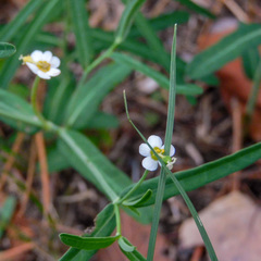 Euphorbia discoidalis