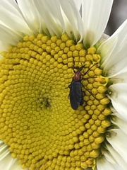 Dilophus pectoralis
