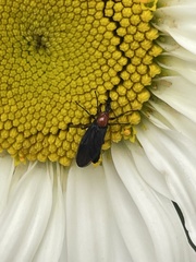 Dilophus pectoralis