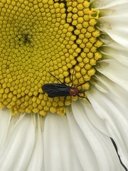Dilophus pectoralis