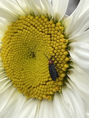 Dilophus pectoralis