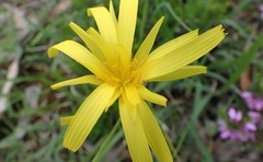 Microseris walteri