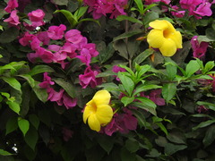 Allamanda schottii