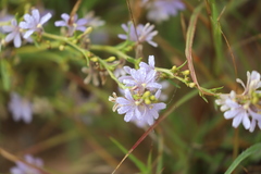 Scaevola cunninghamii