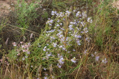 Scaevola cunninghamii