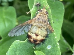 Dejeania bombylans