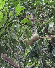 Tabernaemontana donnell-smithii