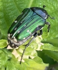 Leucocelis aeneicollis