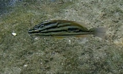 Lutjanus russellii