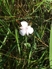 Calochortus umbellatus