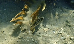 Lutjanus russellii