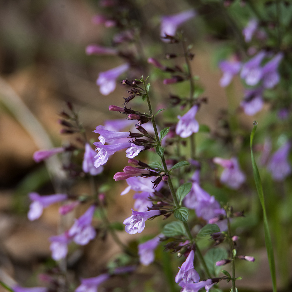 Calamintha