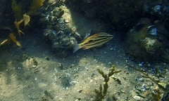 Lutjanus russellii