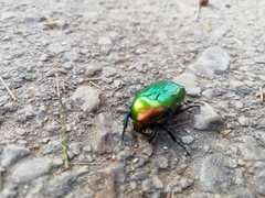 Protaetia cuprea ignicollis