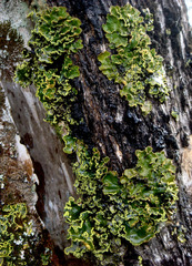 Pseudocyphellaria rubella image