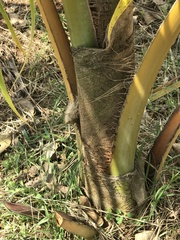 Cocos nucifera