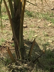 Cocos nucifera
