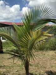 Cocos nucifera