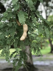 Tamarindus