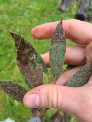 Eucalyptus stellulata