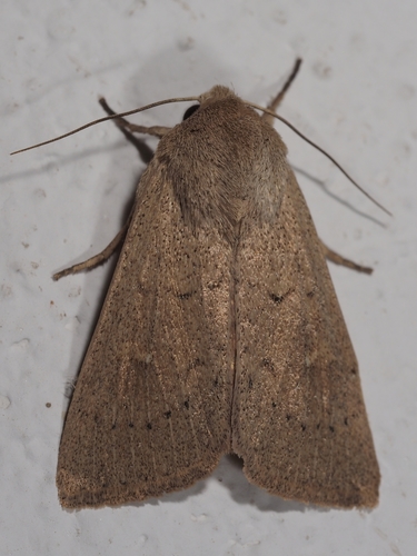 Gelsvarudis Pievinukas nuotrauka