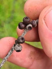 Eucalyptus stellulata