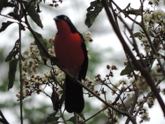 Laniarius erythrogaster