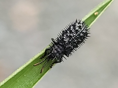 Hispellinus multispinosus