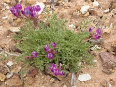 Astragalus desperatus conspectus