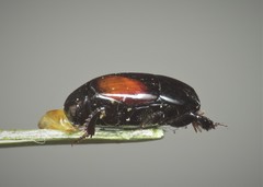 Atholus bimaculatus