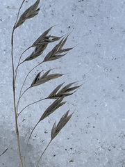 Bromus pumpellianus