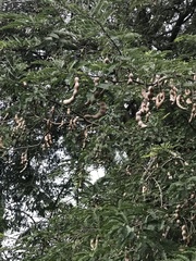Tamarindus