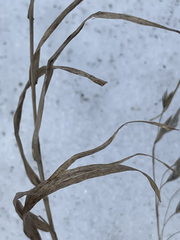 Bromus pumpellianus
