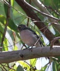 Fringilla coelebs africana