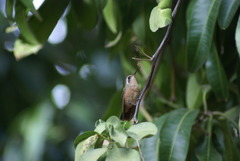 Basilinna xantusii
