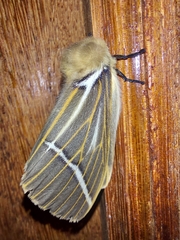 Kentroleuca albilinea