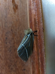 Kentroleuca albilinea