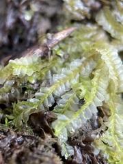 Chiloscyphus pallescens