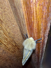 Kentroleuca albilinea