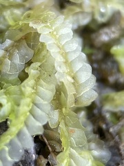 Chiloscyphus pallescens